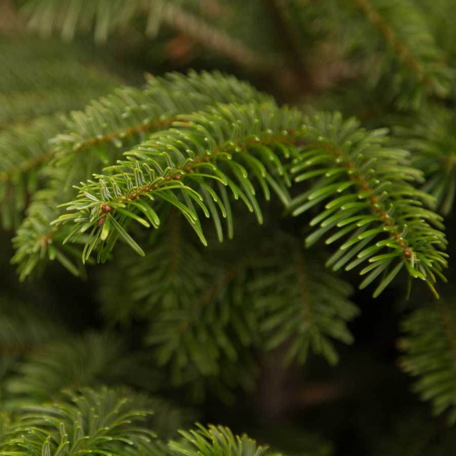 5ft Nordmann Fir Cut Christmas Tree No Stand - Christmas Tree Gift - Tree2mydoor