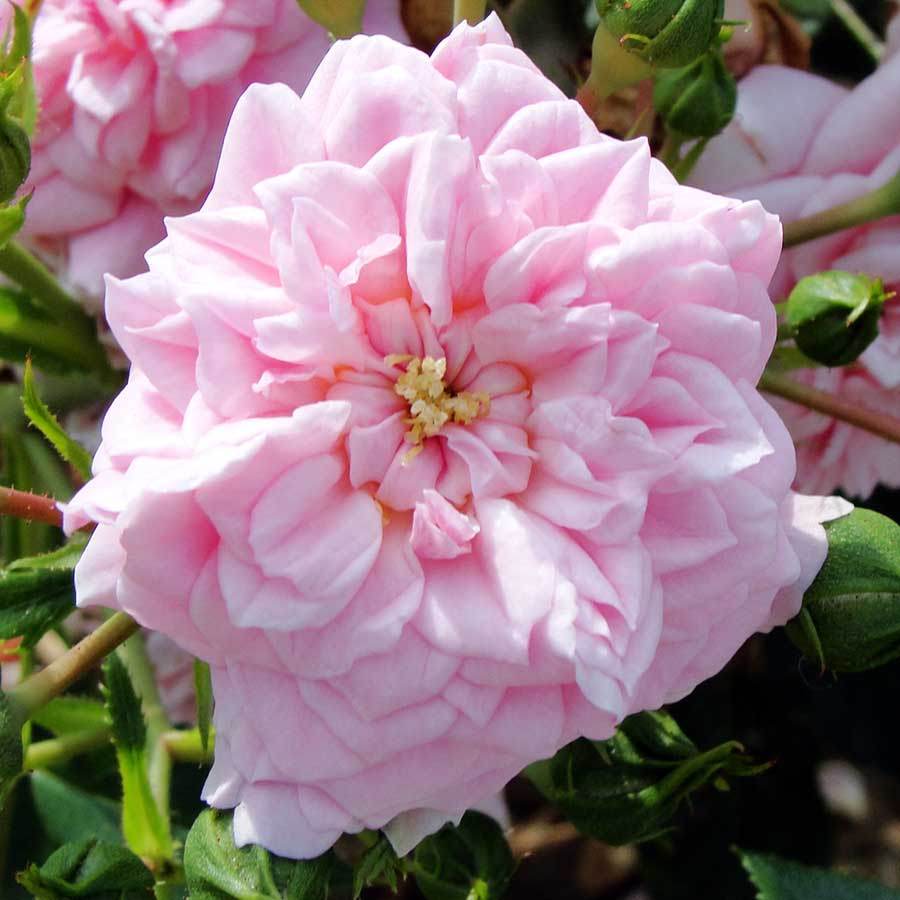 Touch of Glamour Rose Gift - Rose Bush Gift - Tree2mydoor