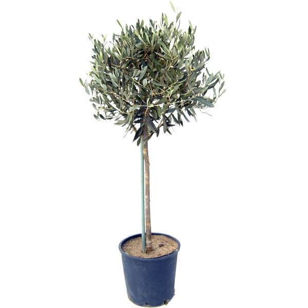 The Olive Tree Gift Small (1.5L pot, 40 - 50cm height) - Olive Tree Gift - Tree2mydoor