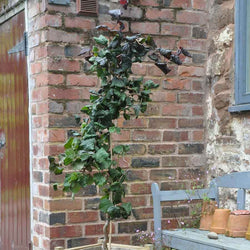 Red Majestic Corkscrew Hazelnut Tree - Gardeners Club - Tree2mydoor