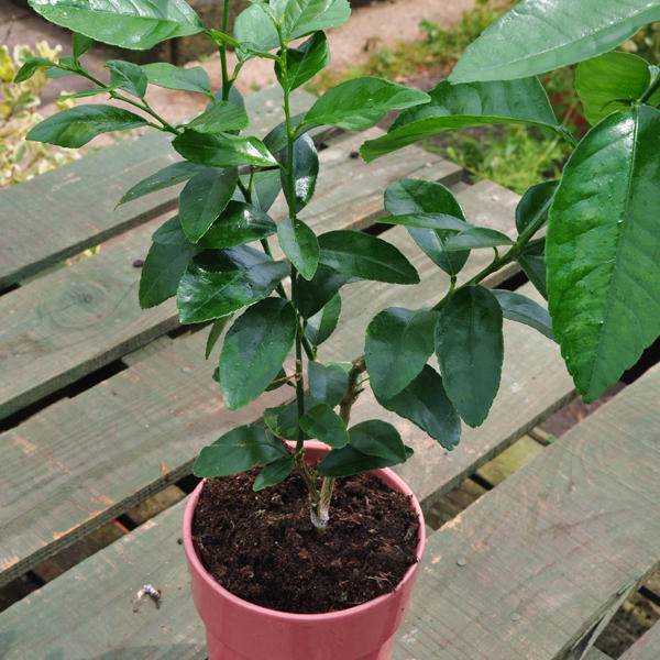 Lime Starter Plant Gift - Citrus Tree Gift - Tree2mydoor