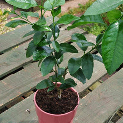 Lime Starter Plant Gift - Citrus Tree Gift - Tree2mydoor