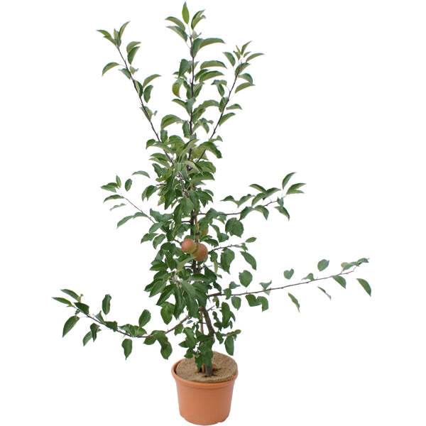 James Grieve Apple Tree Gift - Fruit Tree Gift - Tree2mydoor