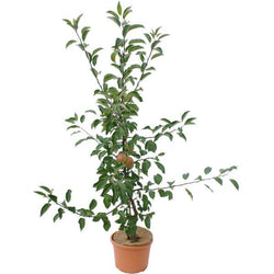 James Grieve Apple Tree Gift - Fruit Tree Gift - Tree2mydoor