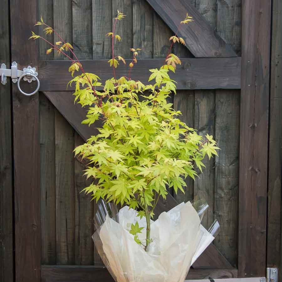 Summer Gold Japanese Maple Tree Gift - Acer Tree Gift - Tree2mydoor