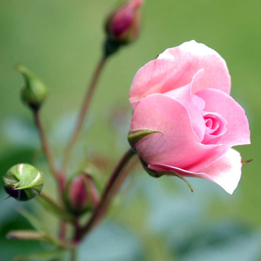 Many Happy Returns Rose Bush Gift - Rose Bush Gift - Tree2mydoor