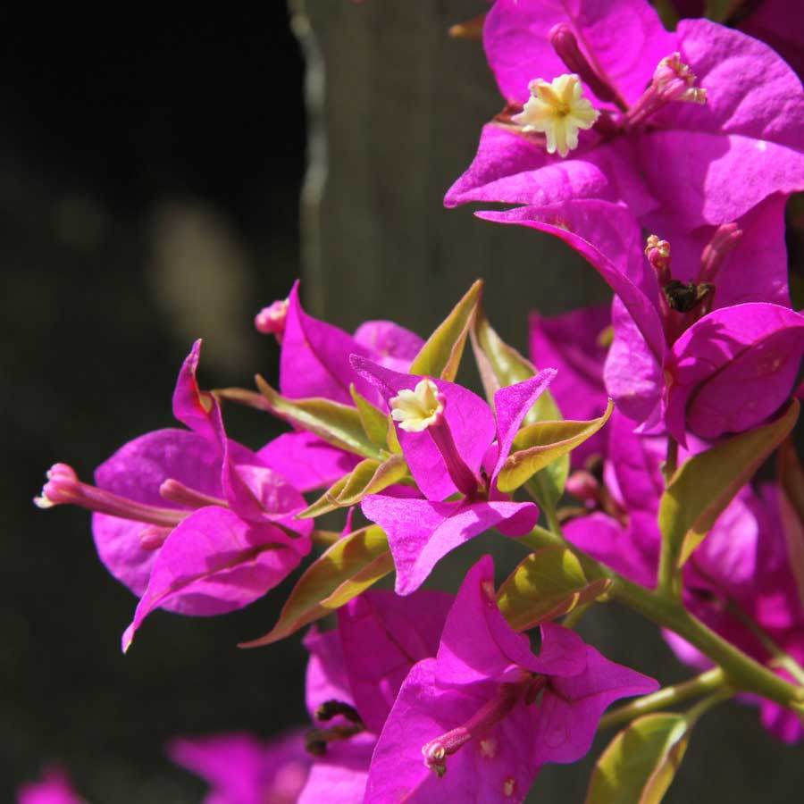 Bougainvillea Pyramid Gift - Indoor Plant Gift - Tree2mydoor