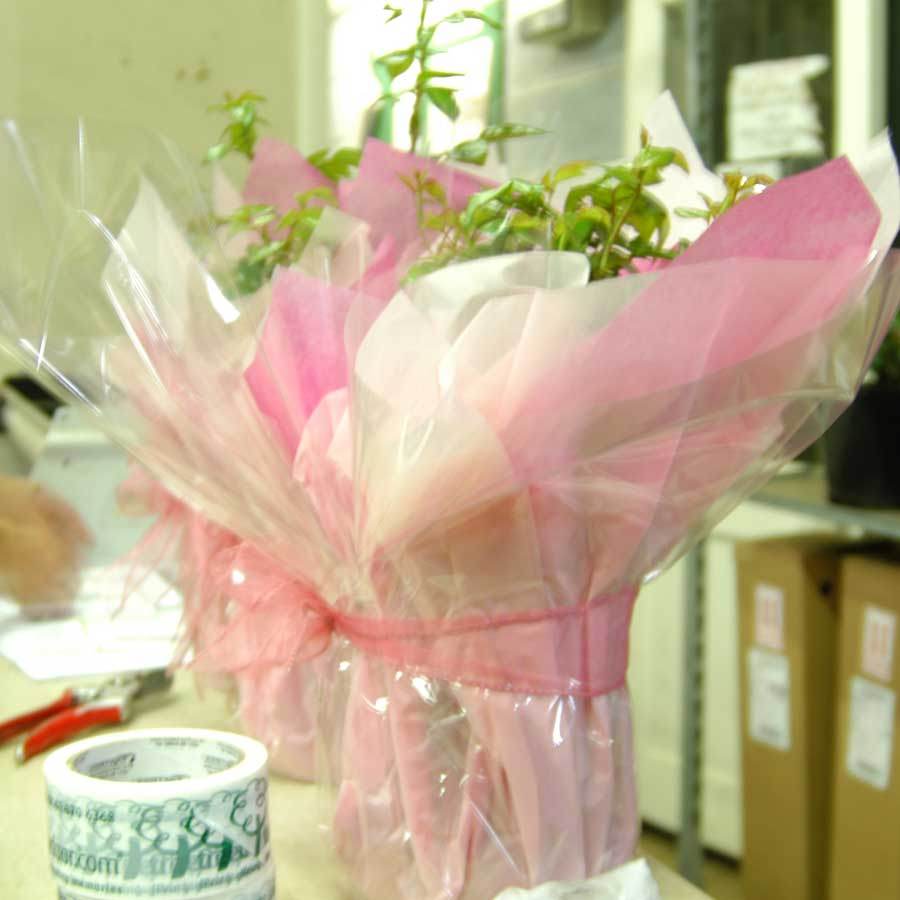 Gift Wrapped Promotional Roses - Tree2mydoor Business - Tree2mydoor