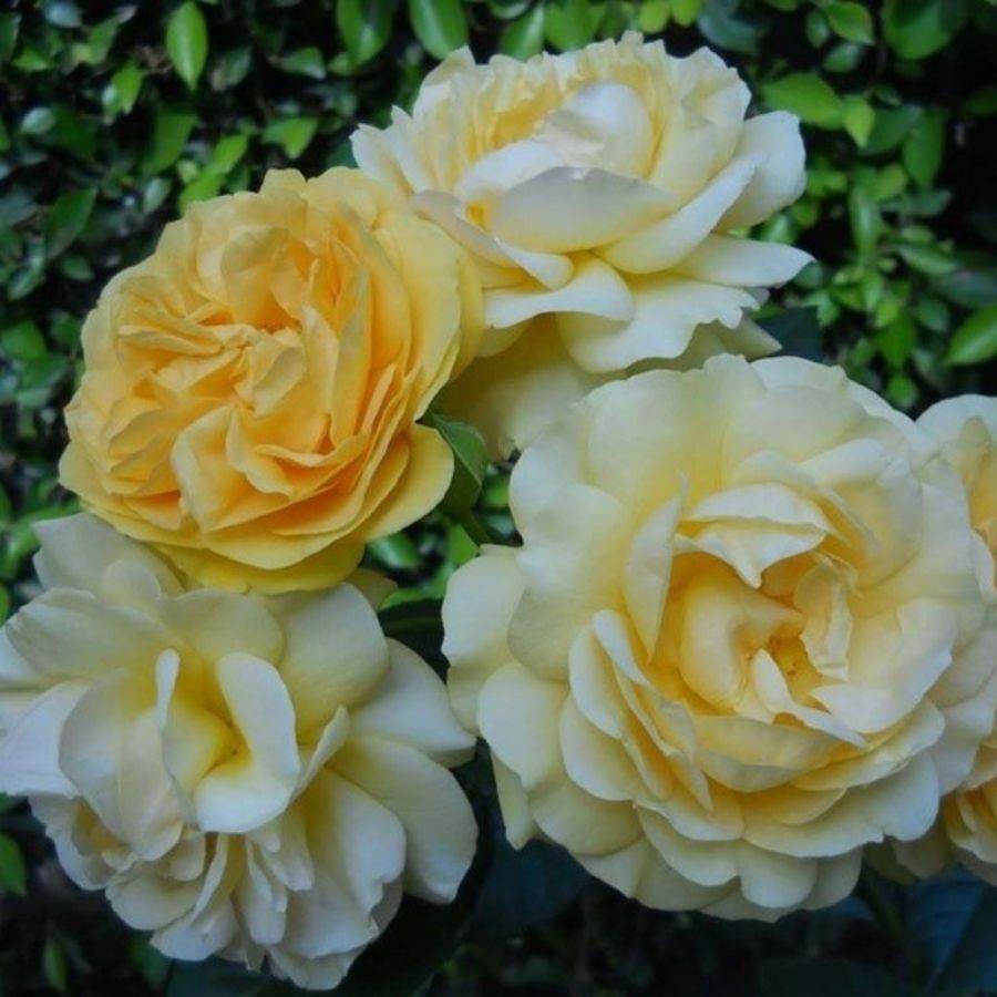 Absolutely Fabulous Rose Bush Gift Fast UK Delivery