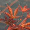 Acer Palmatum Fireglow