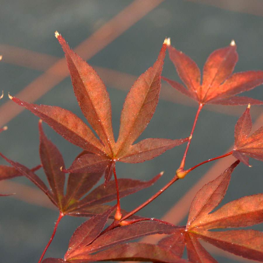Fireglow Japanese Maple Tree Gift - Acer Tree Gift - Tree2mydoor
