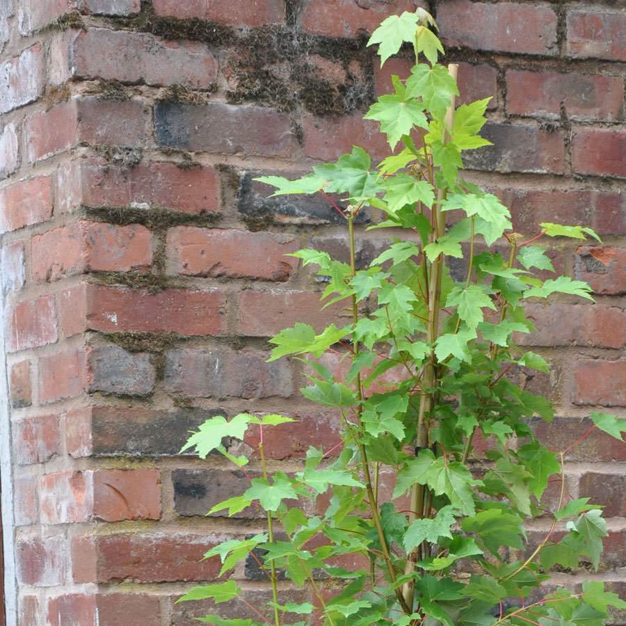 12L Acer rubrum Brandywine 1.5m - Gardeners Club - Tree2mydoor