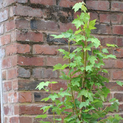 12L Acer rubrum Brandywine 1.5m - Gardeners Club - Tree2mydoor