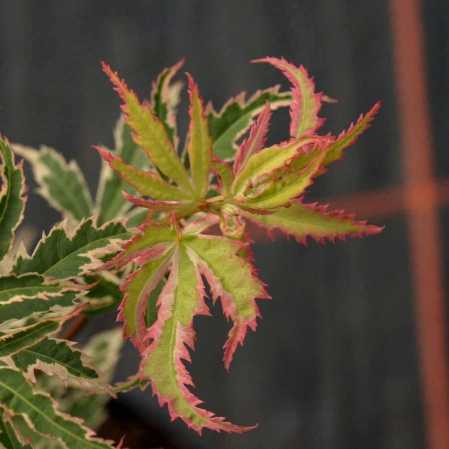 Butterfly Japanese Maple Tree Gift | Buy Acer 'Butterfly'