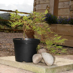Emerald Lace Japanese Maple Tree Gift - Acer Tree Gift - Tree2mydoor