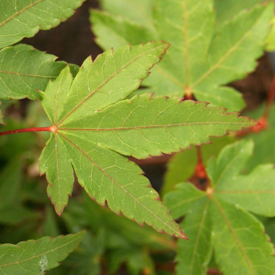 Little Princess Japanese Maple Tree Gift - Acer Tree Gift - Tree2mydoor