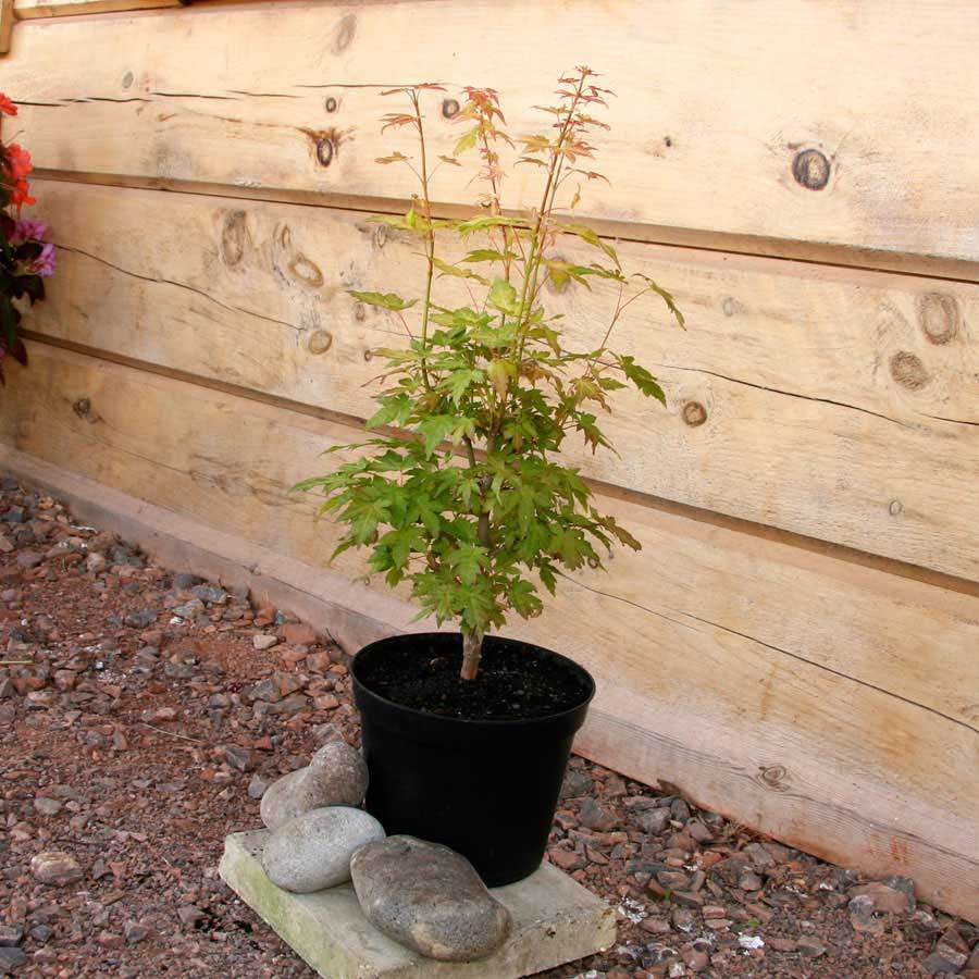Orange Dream Japanese Maple Tree Gift - Acer Tree Gift - Tree2mydoor