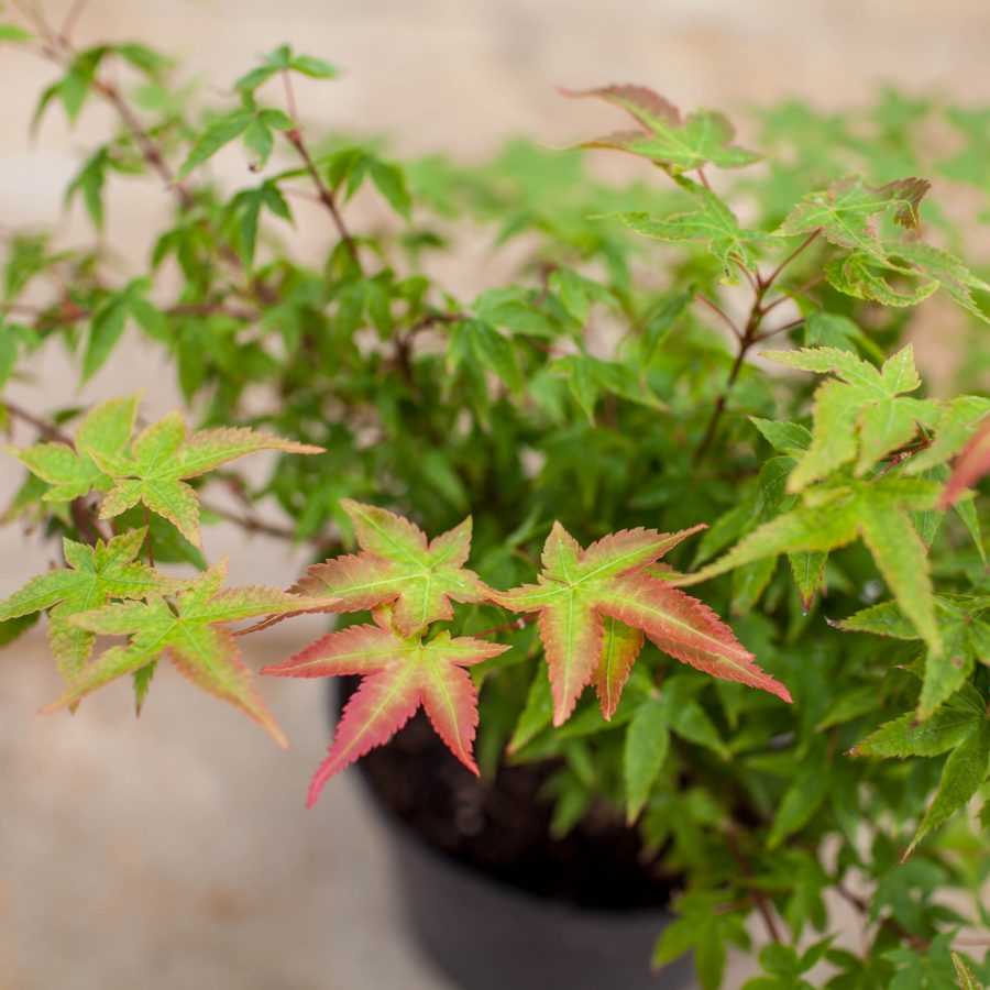 Little Princess Japanese Maple Tree Gift - Acer Tree Gift - Tree2mydoor