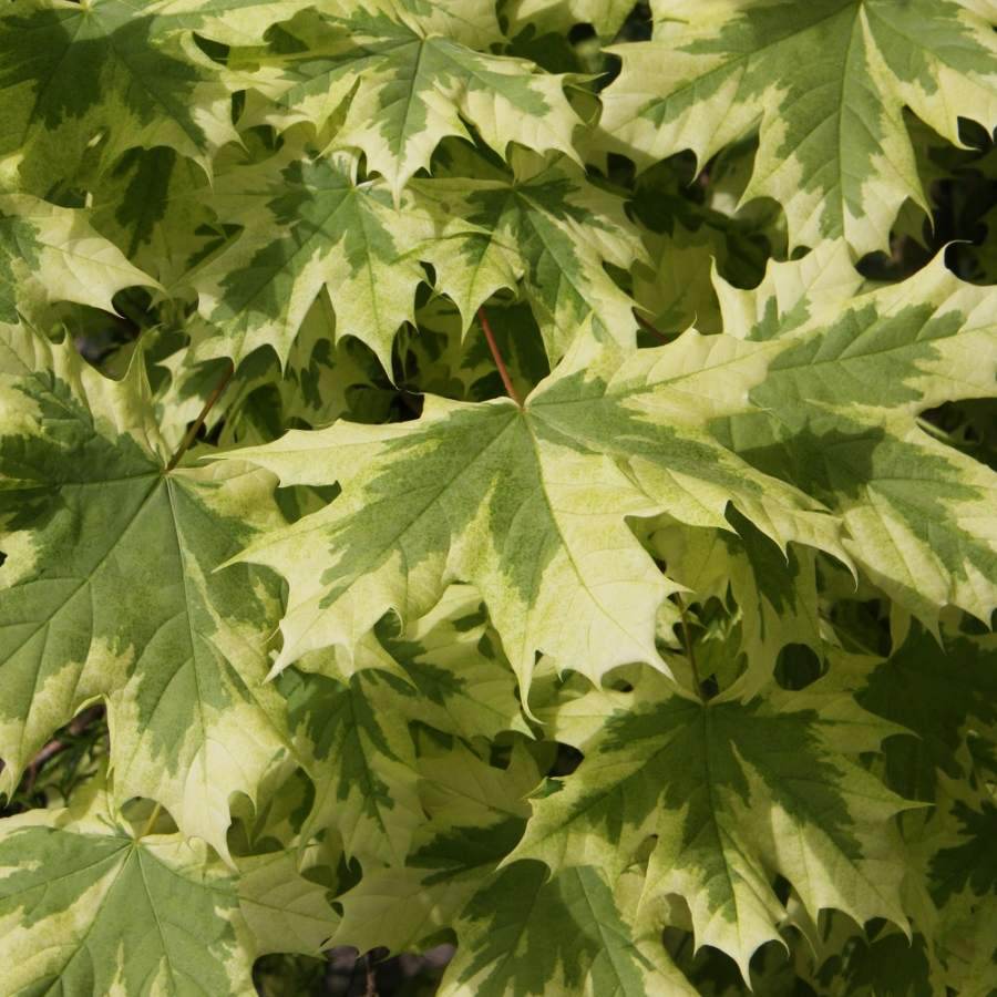 Acer platanoides Drummondii for Sale