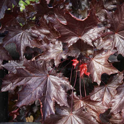 12L Acer platanoides Crimson King 1.5m - Gardeners Club - Tree2mydoor