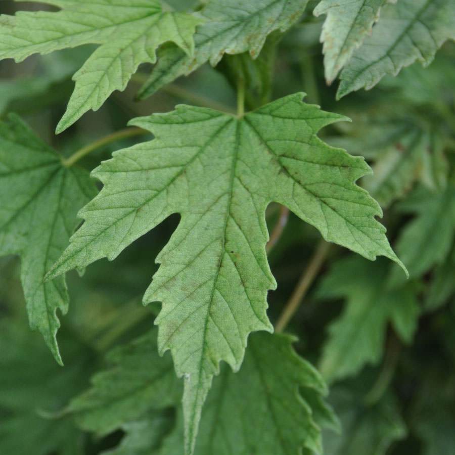 Acer pseudoplatanus 'Brilliantissimum' - Gardeners Club - Tree2mydoor