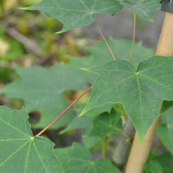 Red Rubrum Maple Tree - Gardeners Club - Tree2mydoor