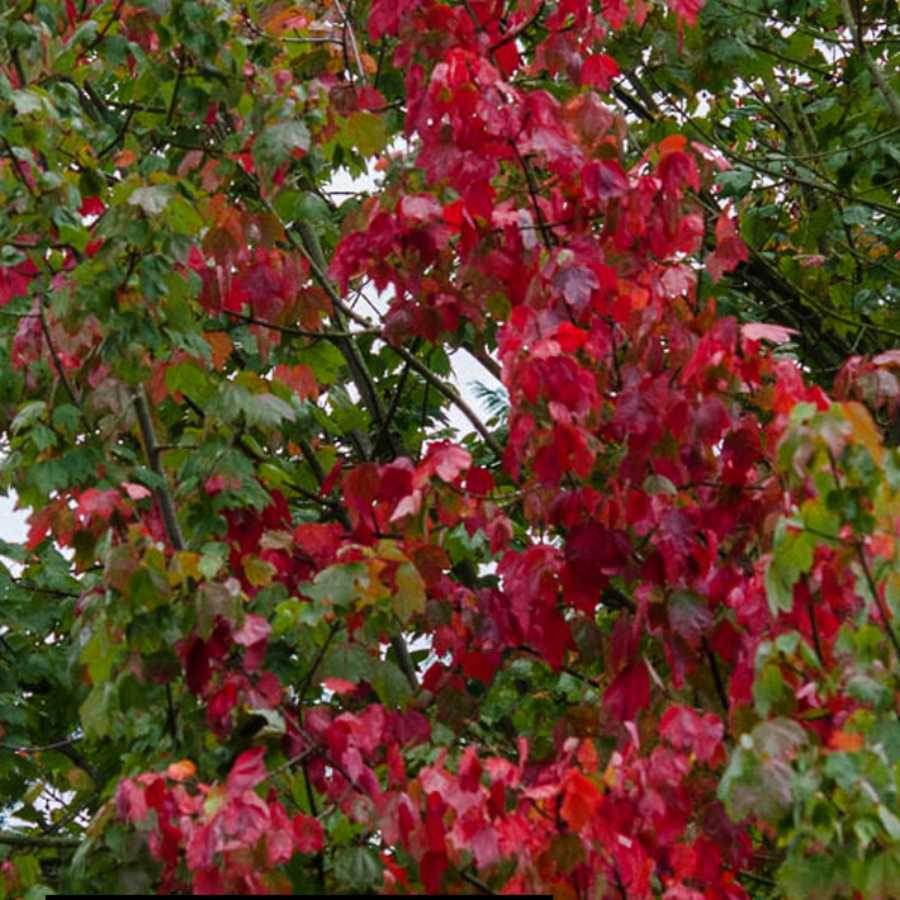 12L Acer rubrum October Glory ® 1.5m - Gardeners Club - Tree2mydoor