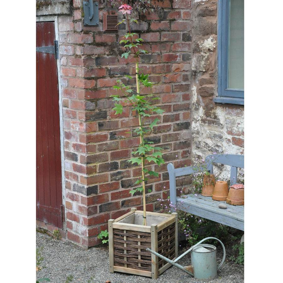 Red Rubrum Maple Tree - Gardeners Club - Tree2mydoor