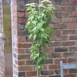 Sun Valley Maple Tree - Gardeners Club - Tree2mydoor