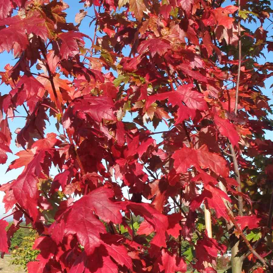 12L Acer x freemanii Autumn Blaze ® 1.5m - Gardeners Club - Tree2mydoor