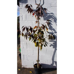 Large Wild Cherry Tree (12L) - Gardeners Club - Tree2mydoor