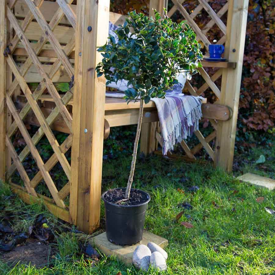 Standard Holly Tree Gift 