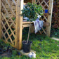Standard Holly Tree Gift 