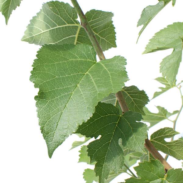 Mulberry Bush Gift - Fruit Tree Gift - Tree2mydoor