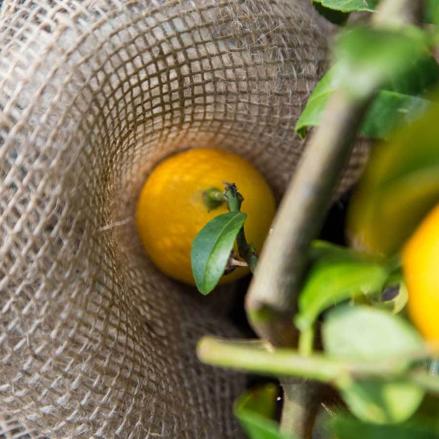 Espalier Lemon Tree Gift - Citrus Tree Gift - Tree2mydoor