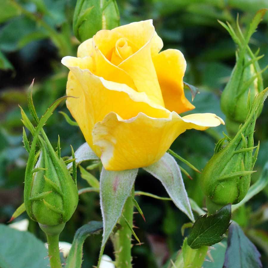 Best Of Luck Rose Gift - Rose Bush Gift - Tree2mydoor