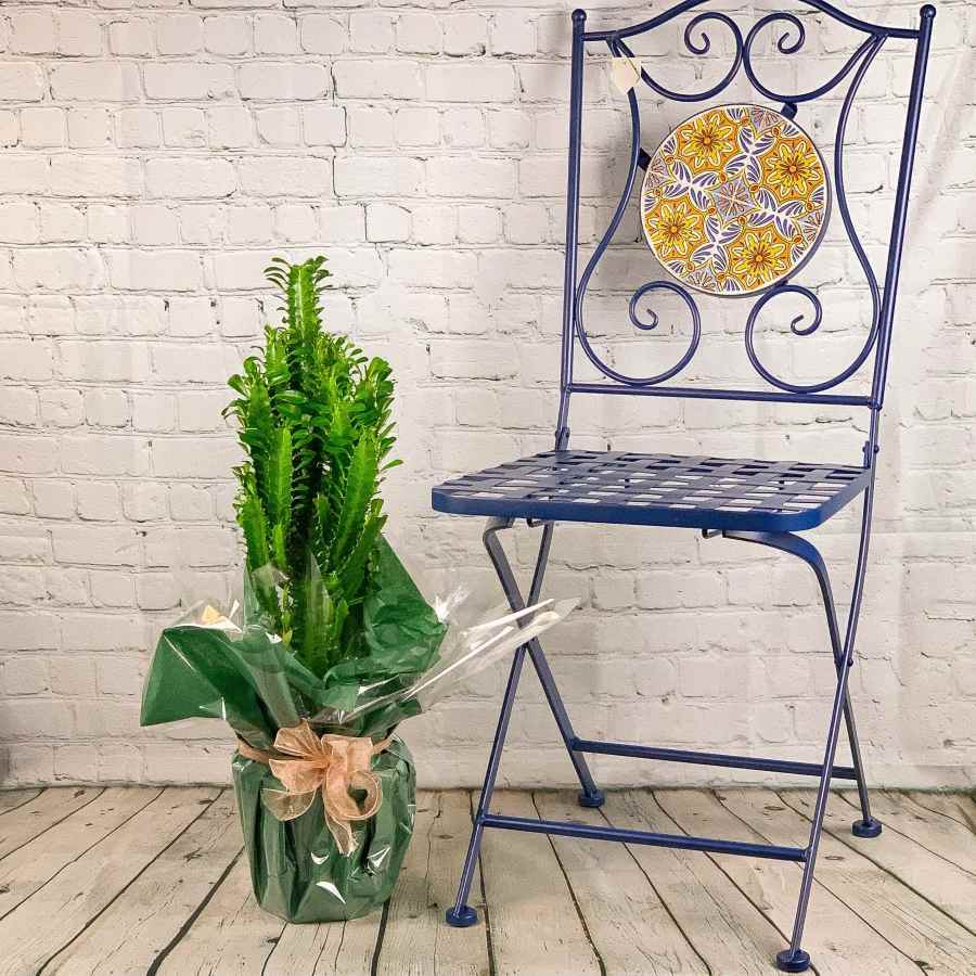 African Milk Tree - Indoor Plant Gift - Tree2mydoor