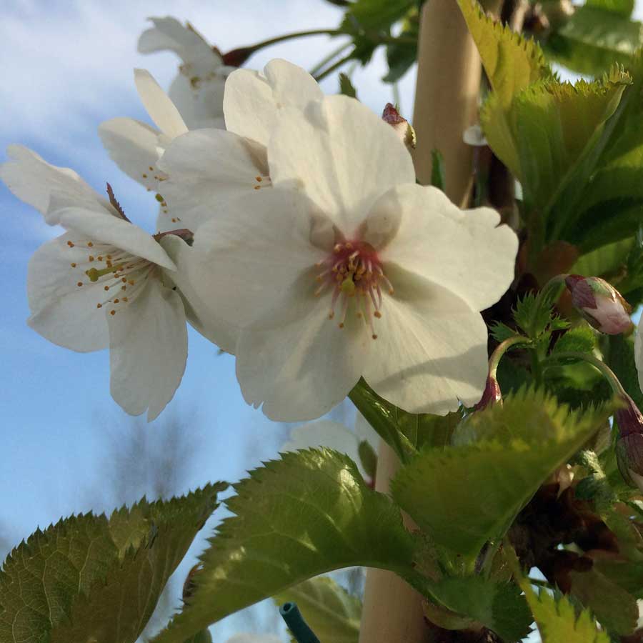 Amanogawa Cherry Tree Blossom