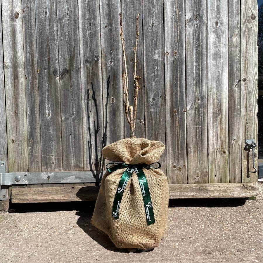 Amanogawa Flowering Cherry Tree Gift - Flowering Tree Gift - Tree2mydoor