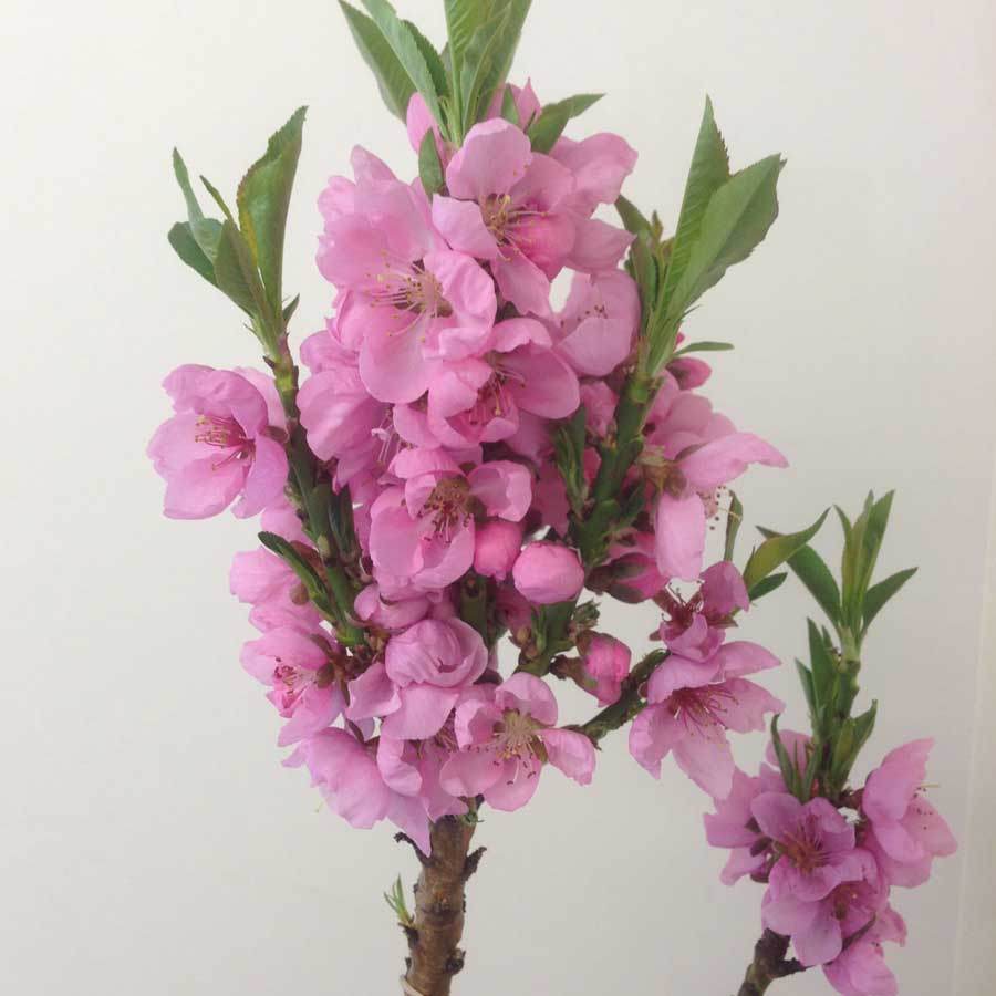 Amber Dwarf Peach Tree Gift - Fruit Tree Gift - Tree2mydoor