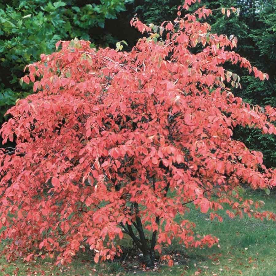 Amelanchier canadensis Tree | Flowering Juneberry Tree