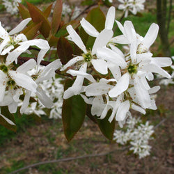 12L Amelanchier x grandiflora Ballerina 1.5m - Gardeners Club - Tree2mydoor