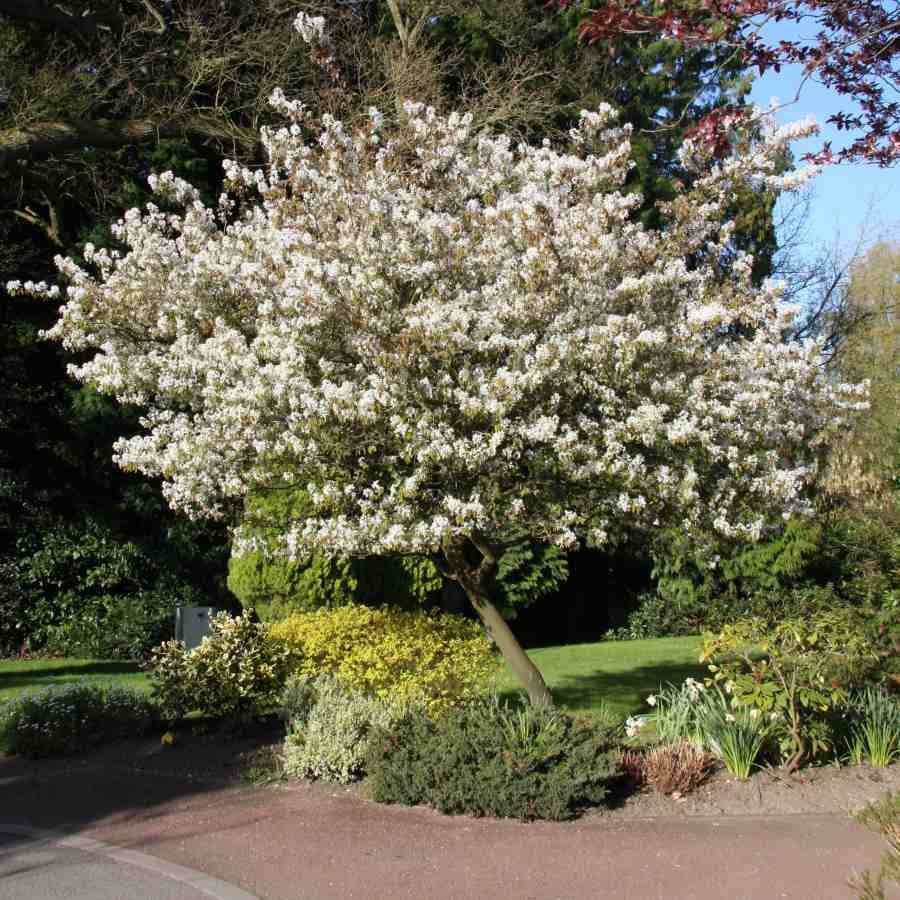 12L Amelanchier x grandiflora Ballerina 1.5m - Gardeners Club - Tree2mydoor