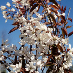 12L Amelanchier laevis Snow Flakes 1.5m - Gardeners Club - Tree2mydoor