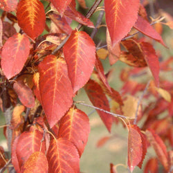 12L Amelanchier laevis Snow Flakes 1.5m - Gardeners Club - Tree2mydoor