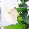 An Image of a Large Anthurium Plant gift close up