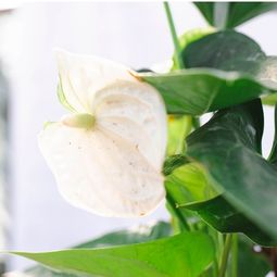 An Image of a Large Anthurium Plant gift close up