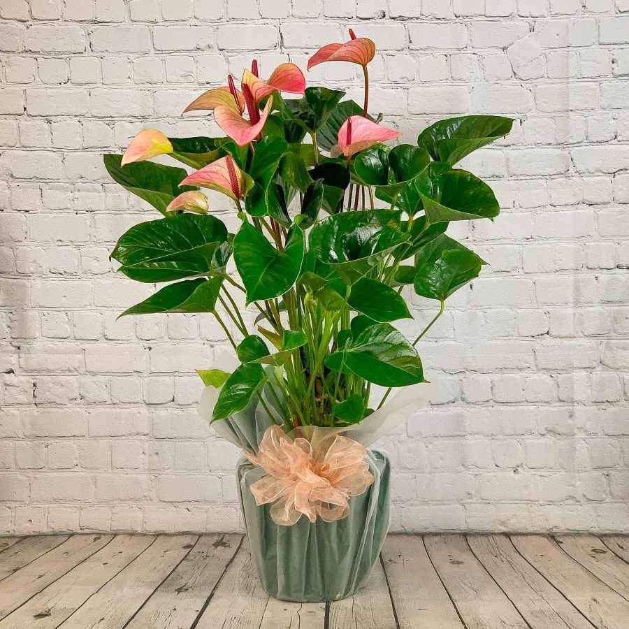 Large Anthurium Plant White - Indoor Plant Gift - Tree2mydoor