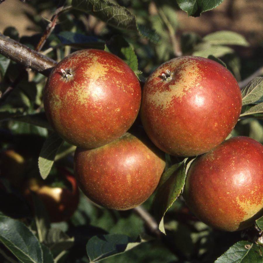 12L Apple (Malus) Cox Self Fertile 1.5m M27 (Dwarfing) - Gardeners Club - Tree2mydoor