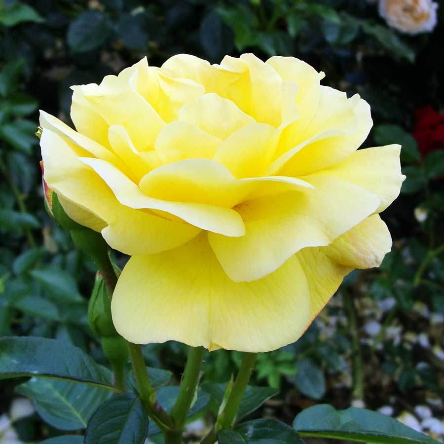 Arthur Bell Climbing Rose Gift - Rose Bush Gift - Tree2mydoor